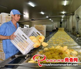 科技賦能產業升級，尤溪縣食用菌工廠化規?；l展駛入快車道